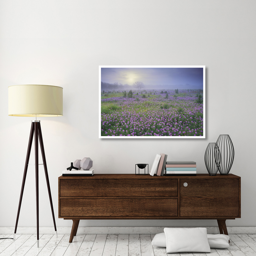 Sand Verbena flower field at sunrise in fog, Hill Country, Texas-Paper Art-50&quotx34"
