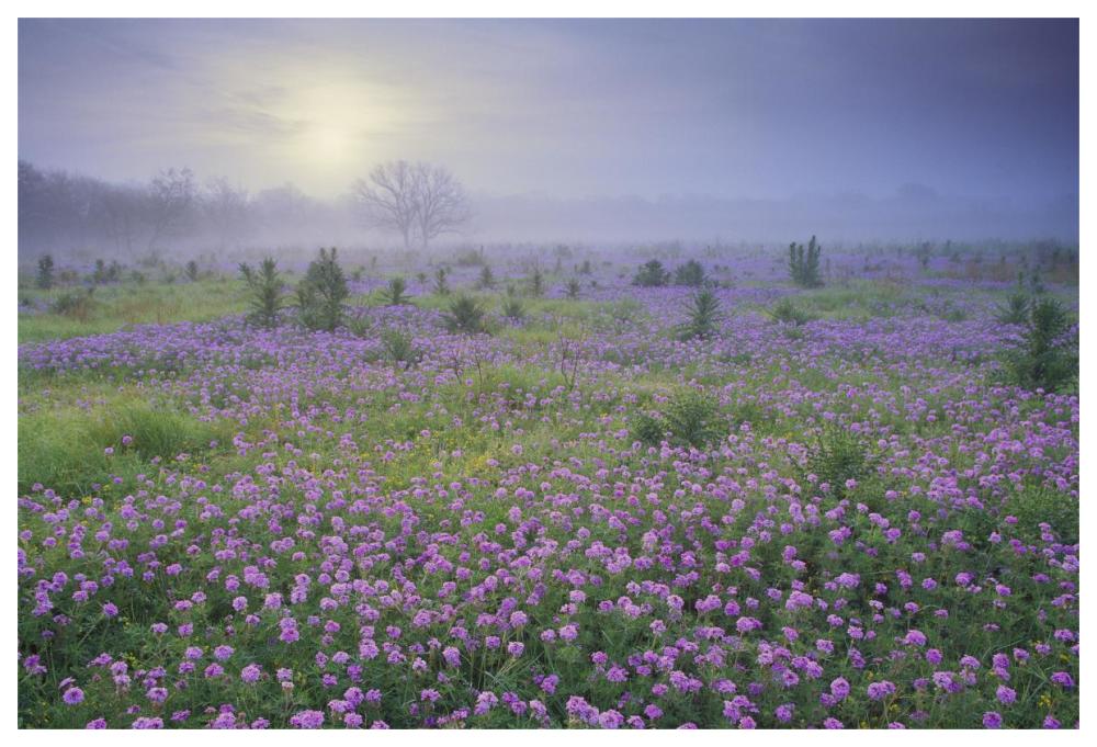 Sand Verbena flower field at sunrise in fog, Hill Country, Texas-Paper Art-62"x42"