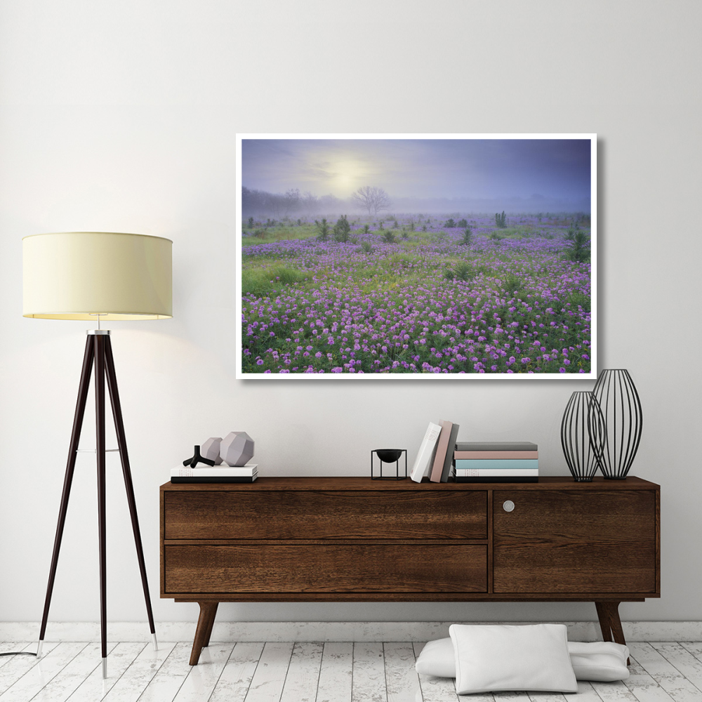 Sand Verbena flower field at sunrise in fog, Hill Country, Texas-Paper Art-62&quotx42"