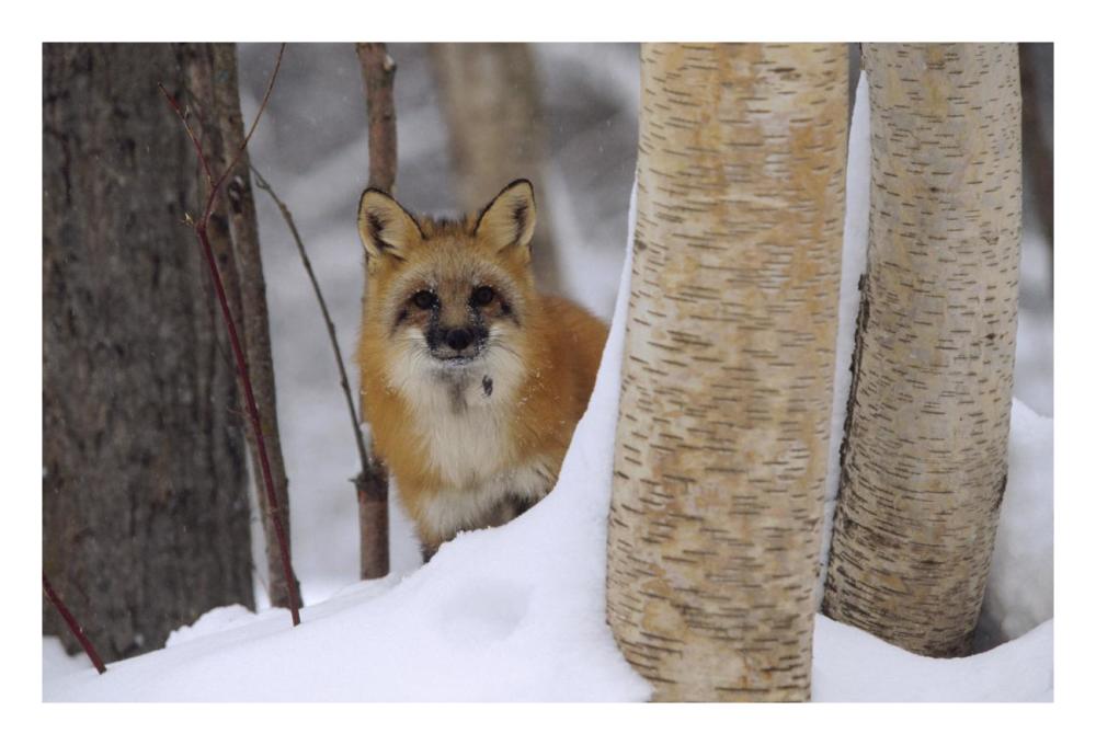 Red Fox looking out from behind trees in a snowy forest, Montana-Paper Art-26"x18"