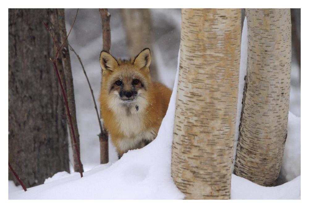 Red Fox looking out from behind trees in a snowy forest, Montana-Paper Art-38"x26"