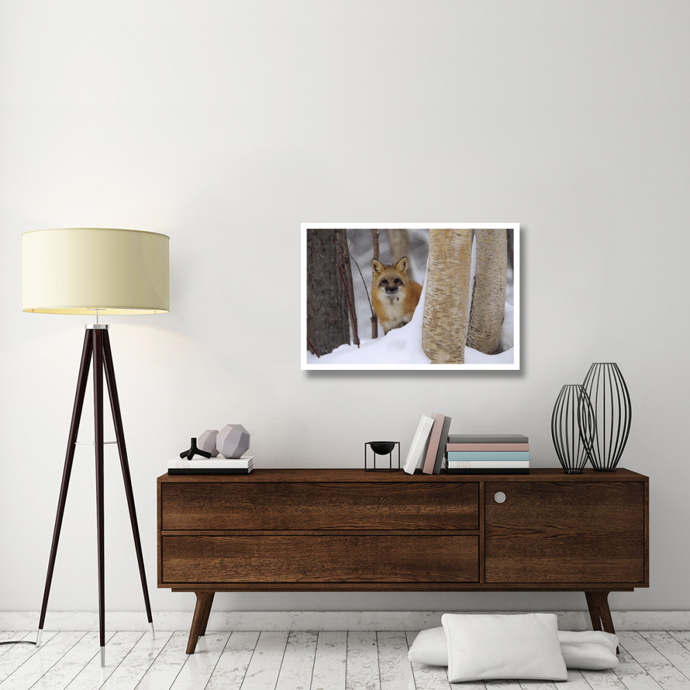 Red Fox looking out from behind trees in a snowy forest, Montana-Paper Art-38&quotx26"