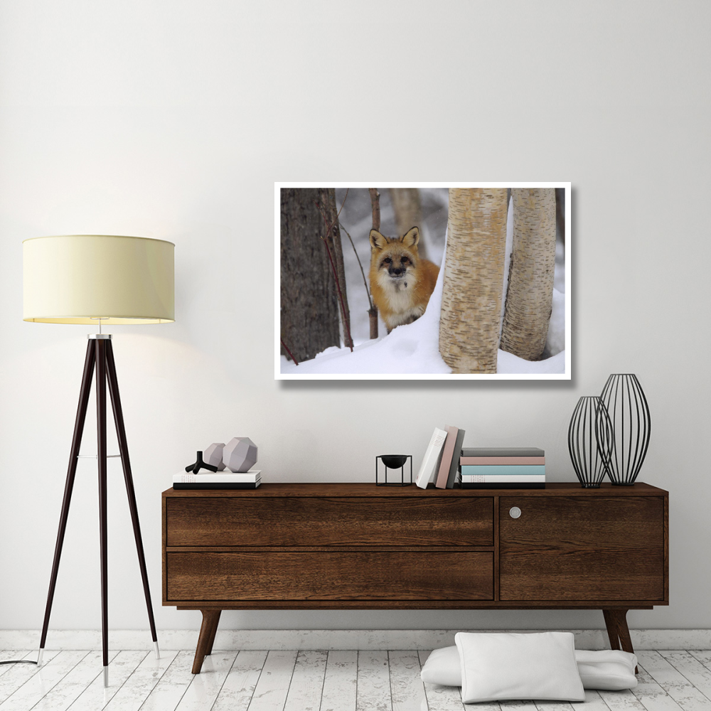 Red Fox looking out from behind trees in a snowy forest, Montana-Paper Art-50&quotx34"