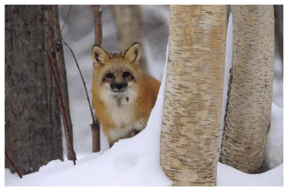 Red Fox looking out from behind trees in a snowy forest, Montana-Paper Art-62"x42"