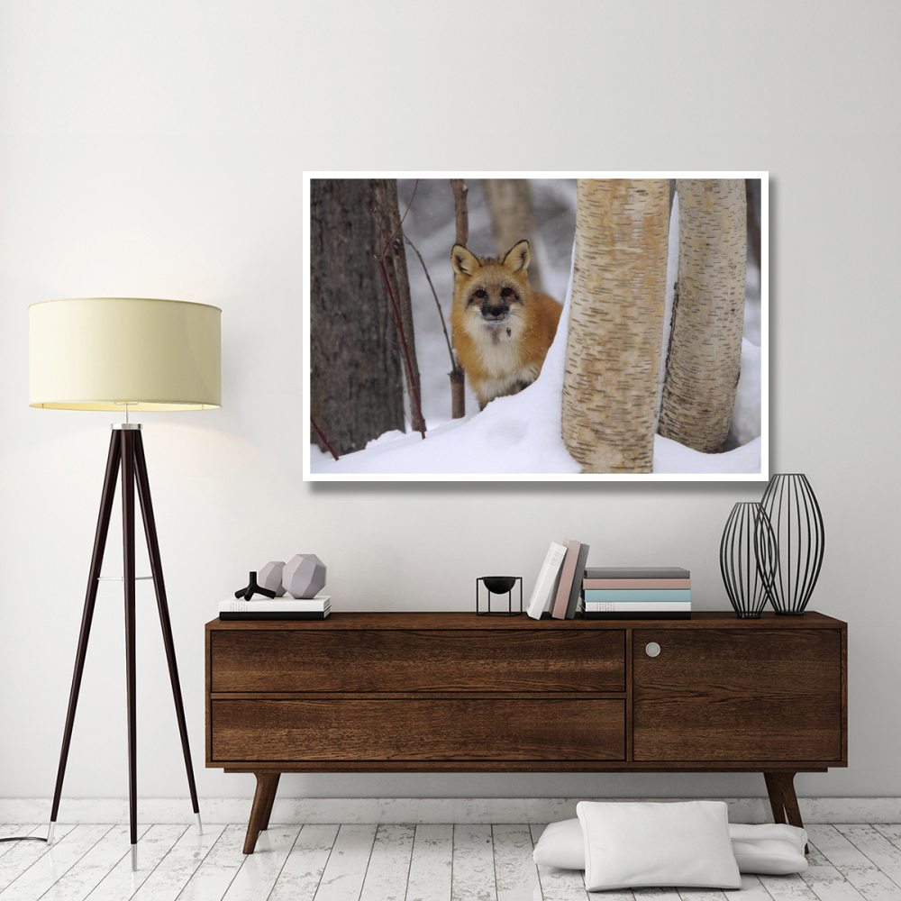 Red Fox looking out from behind trees in a snowy forest, Montana-Paper Art-62&quotx42"