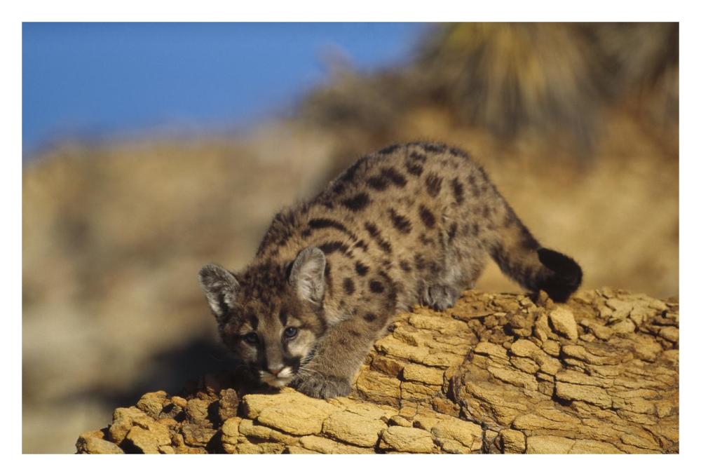 Mountain Lion or Cougar kitten with speckled coat, North America-Paper Art-32"x22"