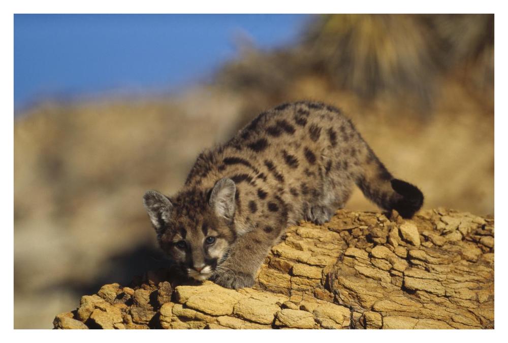 Mountain Lion or Cougar kitten with speckled coat, North America-Paper Art-38"x26"
