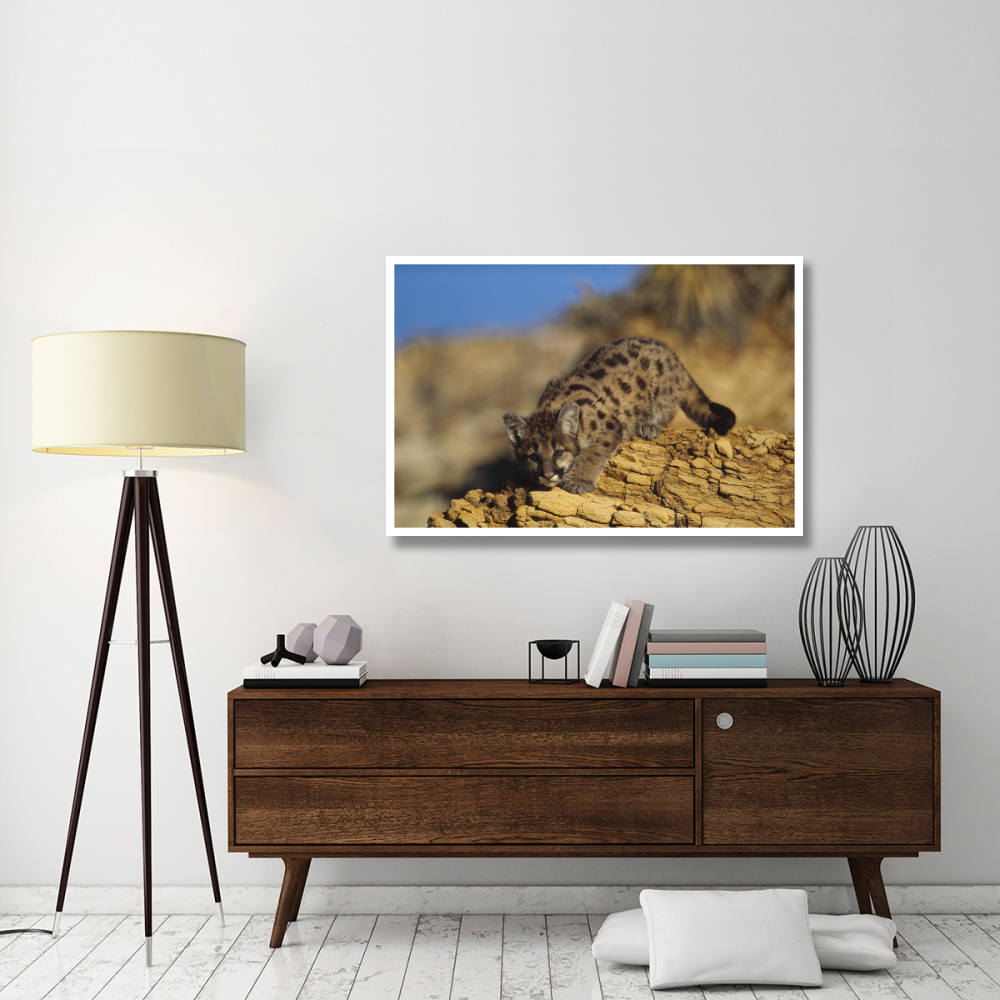 Mountain Lion or Cougar kitten with speckled coat, North America-Paper Art-50&quotx34"