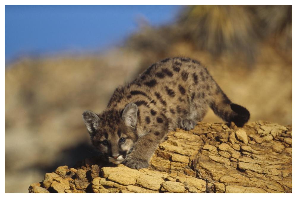 Mountain Lion or Cougar kitten with speckled coat, North America-Paper Art-62"x42"