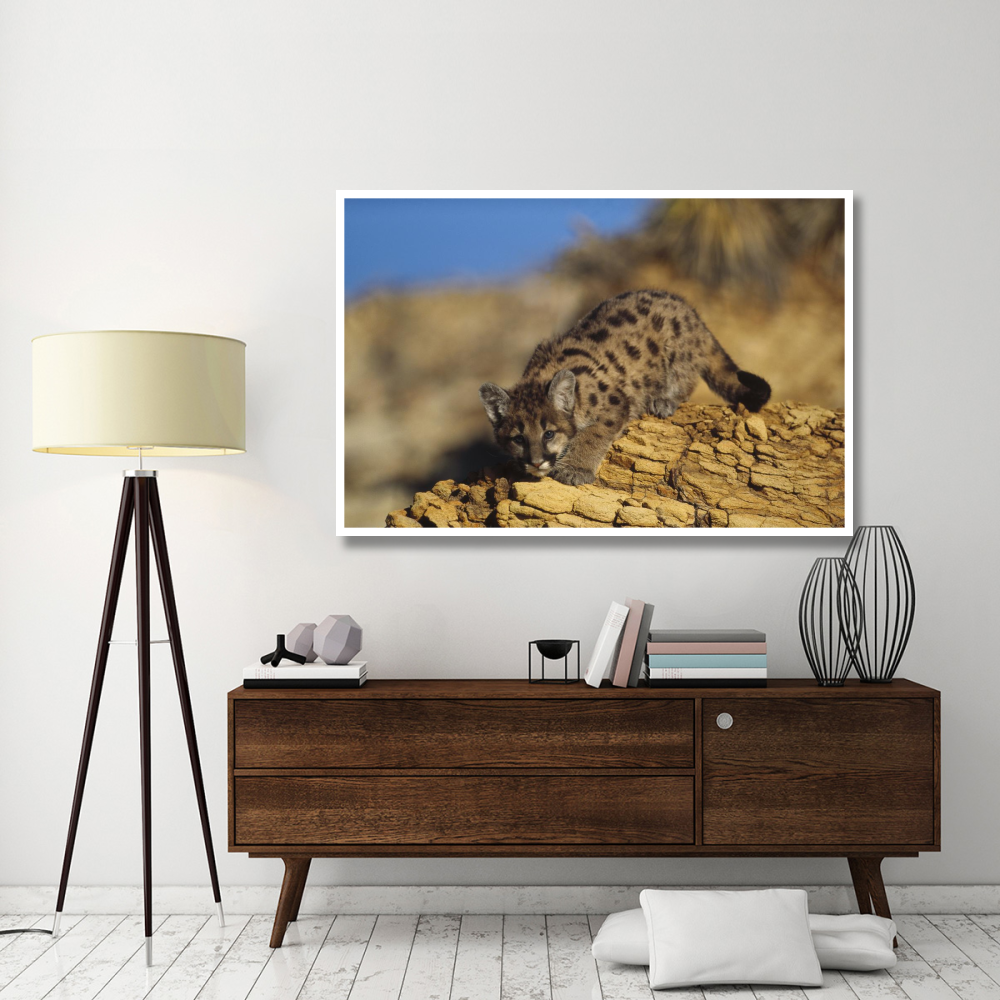 Mountain Lion or Cougar kitten with speckled coat, North America-Paper Art-62&quotx42"