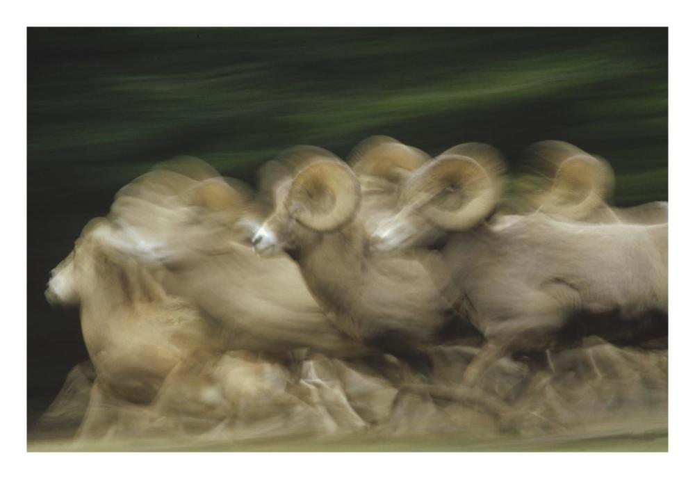 Bighorn Sheep herd running, Banff National Park, Alberta, Canada-Paper Art-26"x18"