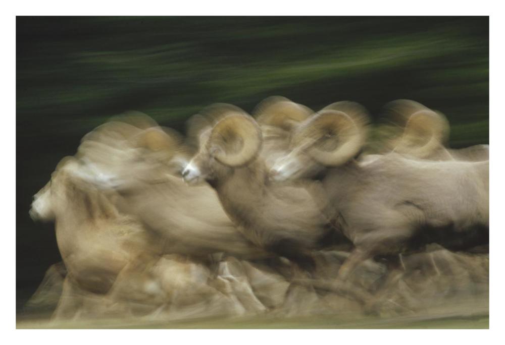 Bighorn Sheep herd running, Banff National Park, Alberta, Canada-Paper Art-32"x22"