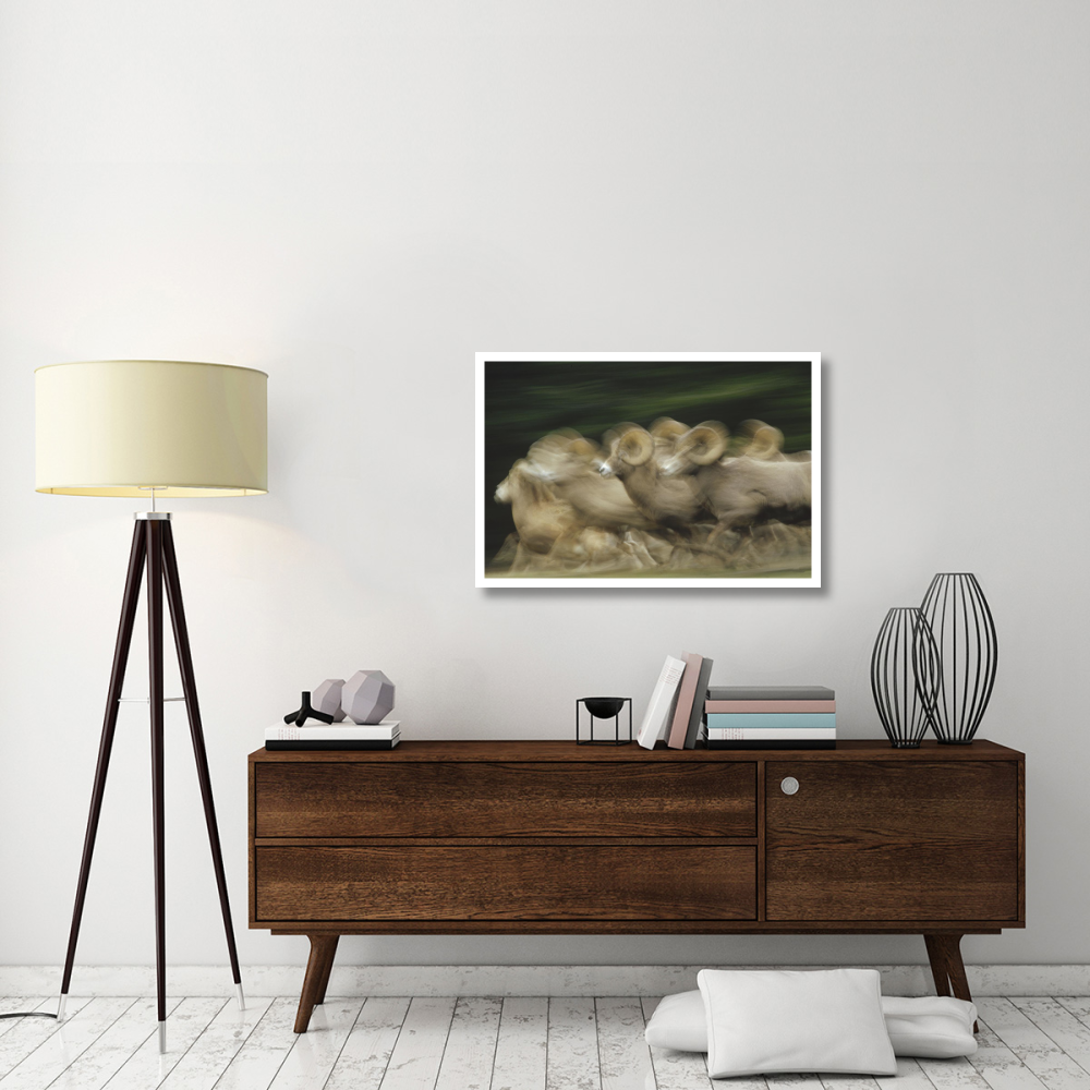 Bighorn Sheep herd running, Banff National Park, Alberta, Canada-Paper Art-38&quotx26"