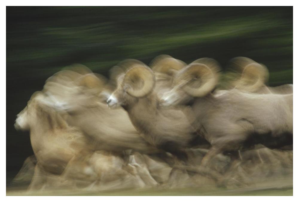 Bighorn Sheep herd running, Banff National Park, Alberta, Canada-Paper Art-50"x34"
