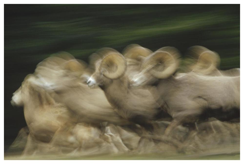 Bighorn Sheep herd running, Banff National Park, Alberta, Canada-Paper Art-62"x42"