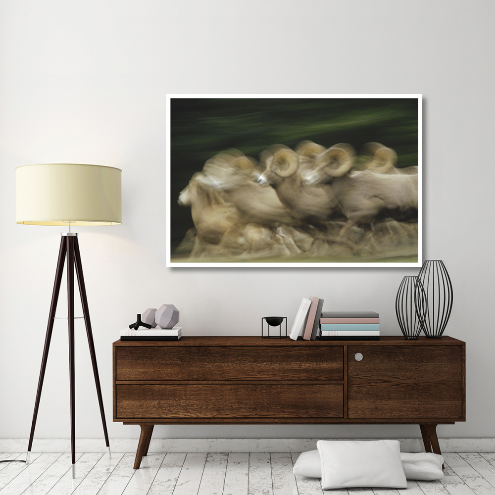 Bighorn Sheep herd running, Banff National Park, Alberta, Canada-Paper Art-62&quotx42"