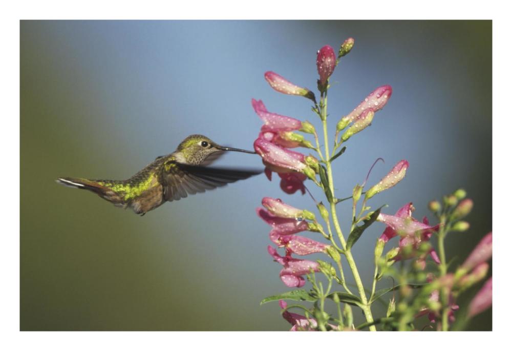 Broad-tailed Hummingbird juvenile feeding on flowers, New Mexico-Paper Art-26"x18"
