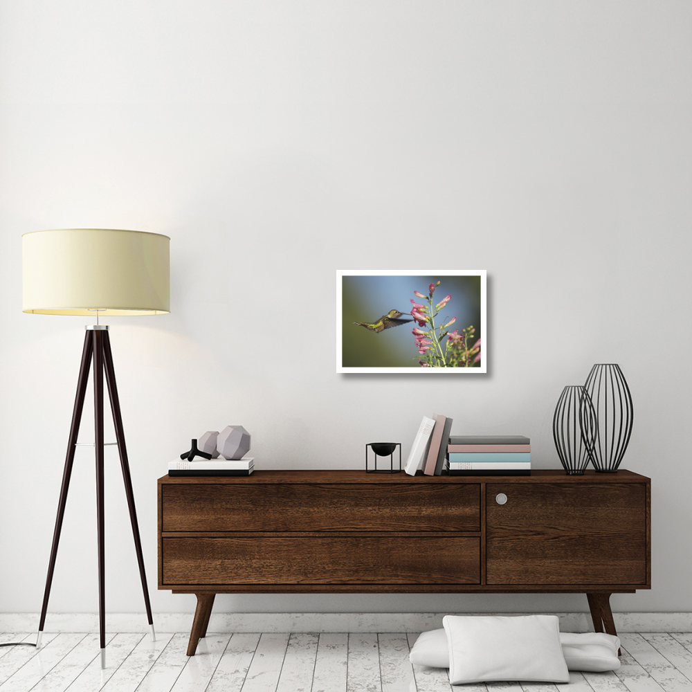 Broad-tailed Hummingbird juvenile feeding on flowers, New Mexico-Paper Art-26&quotx18"