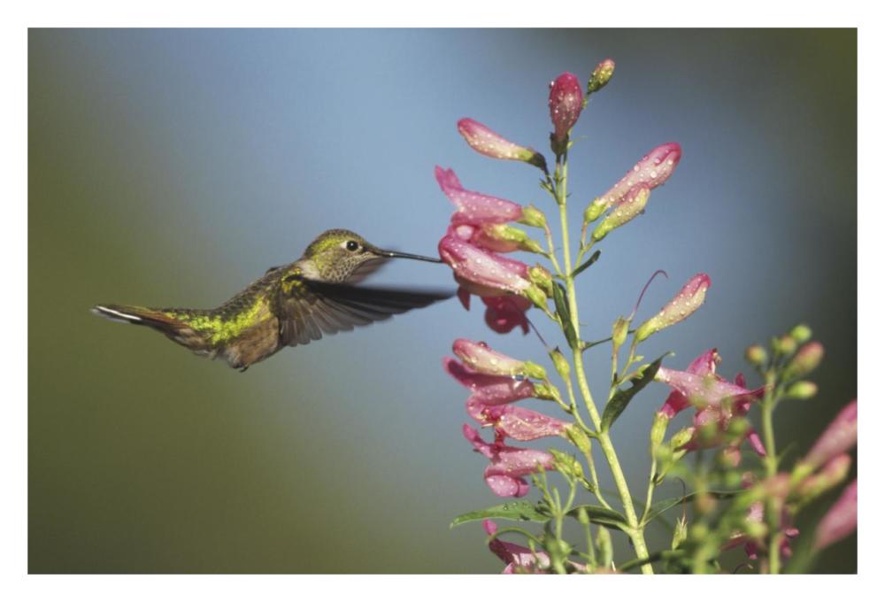 Broad-tailed Hummingbird juvenile feeding on flowers, New Mexico-Paper Art-32"x22"