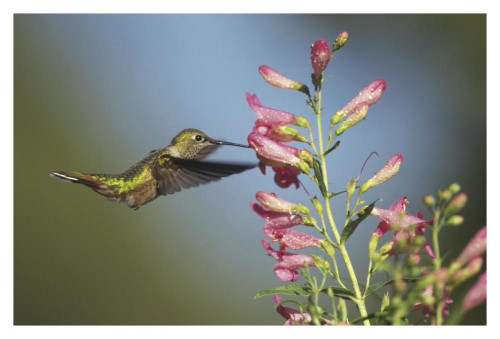 Broad-tailed Hummingbird juvenile feeding on flowers, New Mexico-Paper Art-38"x26"