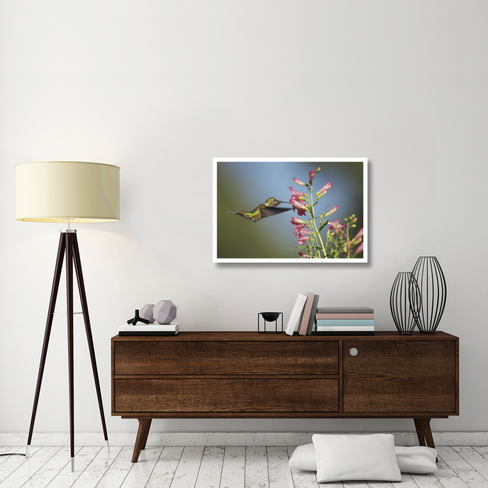 Broad-tailed Hummingbird juvenile feeding on flowers, New Mexico-Paper Art-38&quotx26"