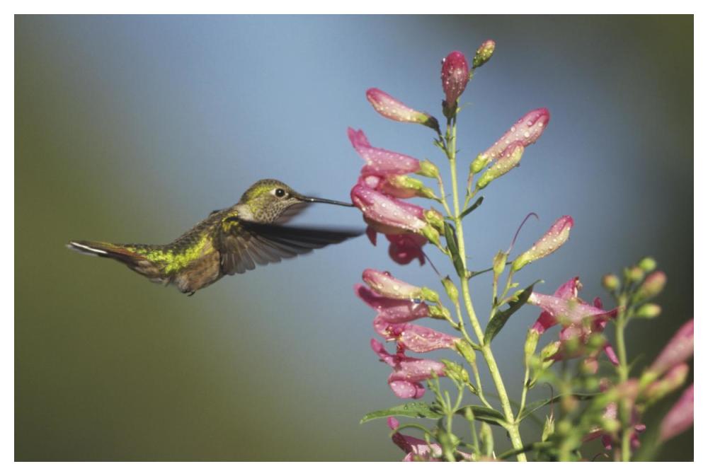 Broad-tailed Hummingbird juvenile feeding on flowers, New Mexico-Paper Art-50"x34"