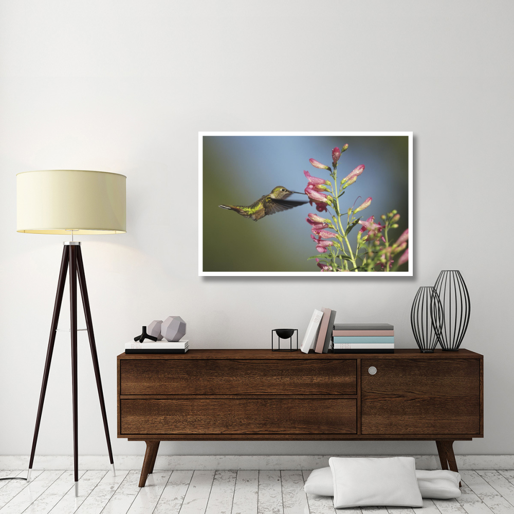 Broad-tailed Hummingbird juvenile feeding on flowers, New Mexico-Paper Art-50&quotx34"