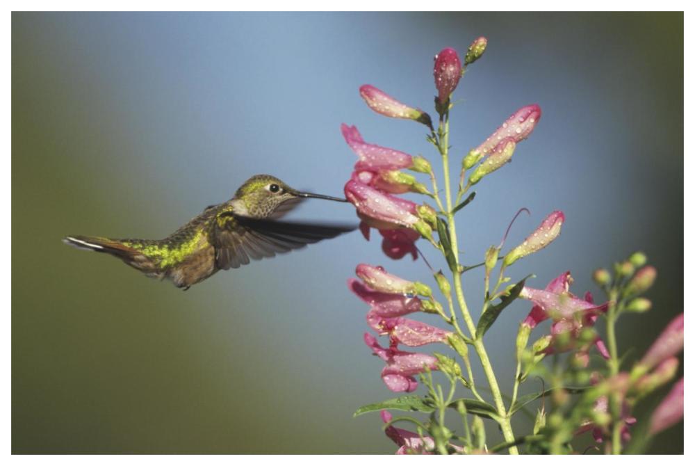 Broad-tailed Hummingbird juvenile feeding on flowers, New Mexico-Paper Art-62"x42"