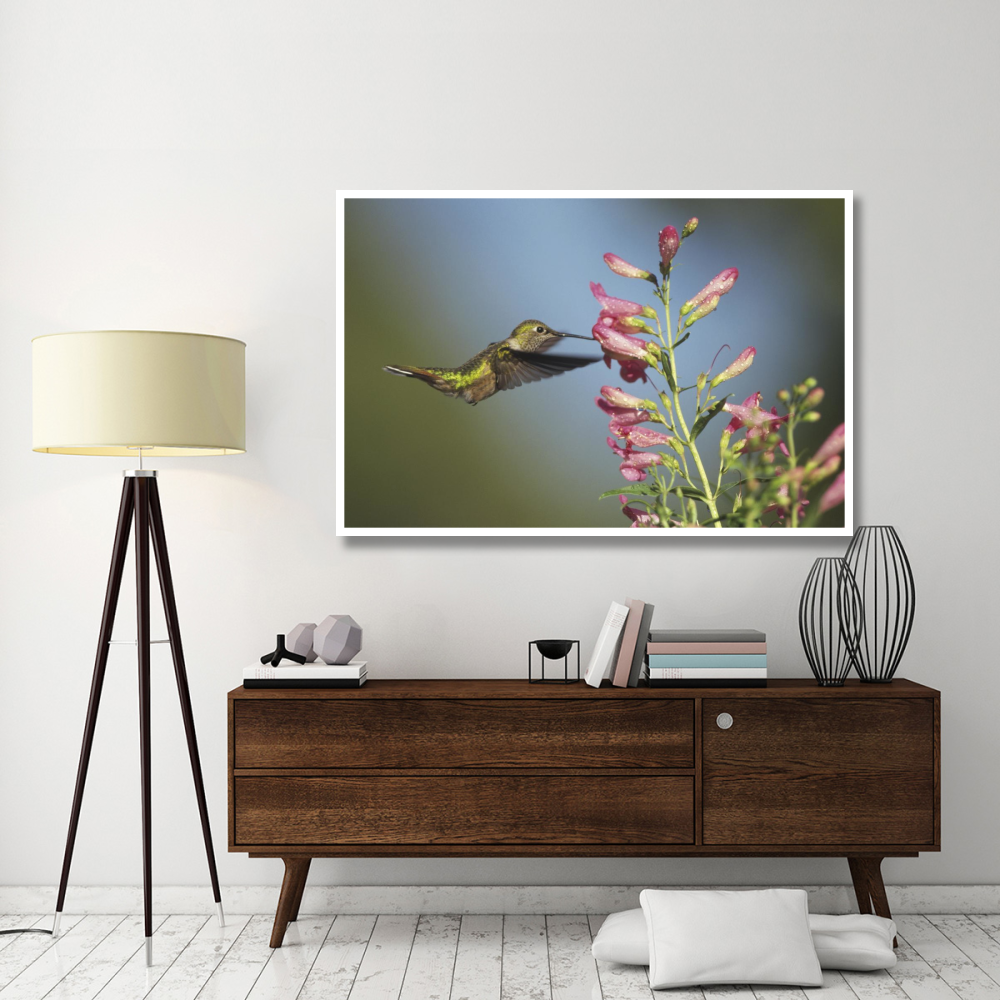 Broad-tailed Hummingbird juvenile feeding on flowers, New Mexico-Paper Art-62&quotx42"