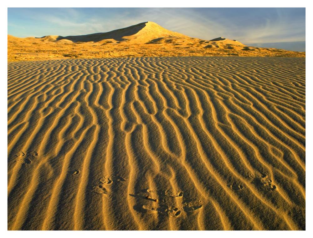 Wind ripples in Kelso Dunes, Mojave National Preserve, California-Paper Art-42"x32"