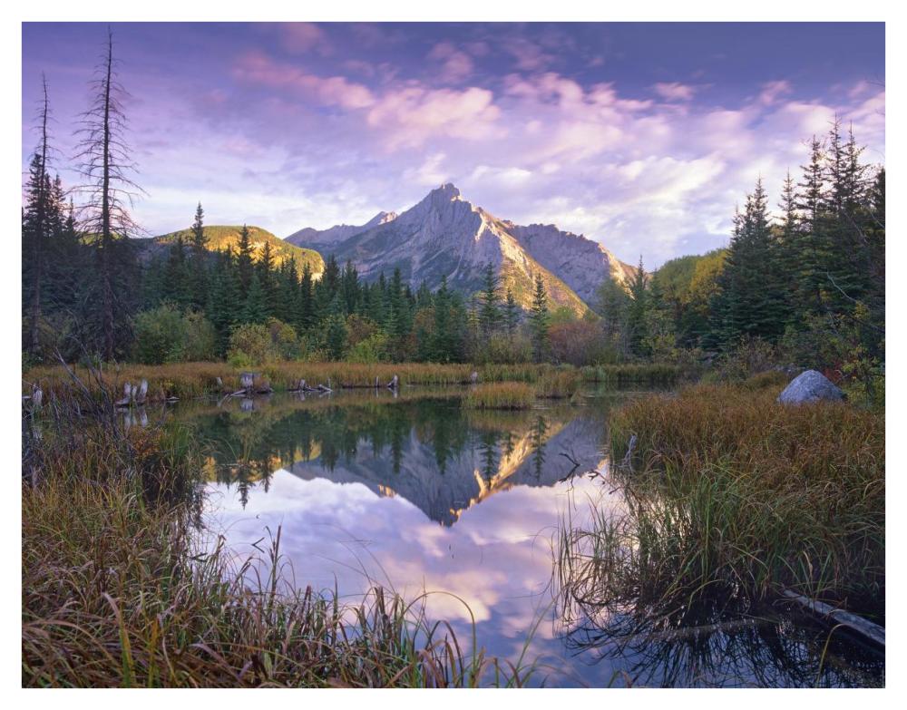 Mount Lorette and spruce trees reflected in lake, Alberta, Canada-Paper Art-42"x32"