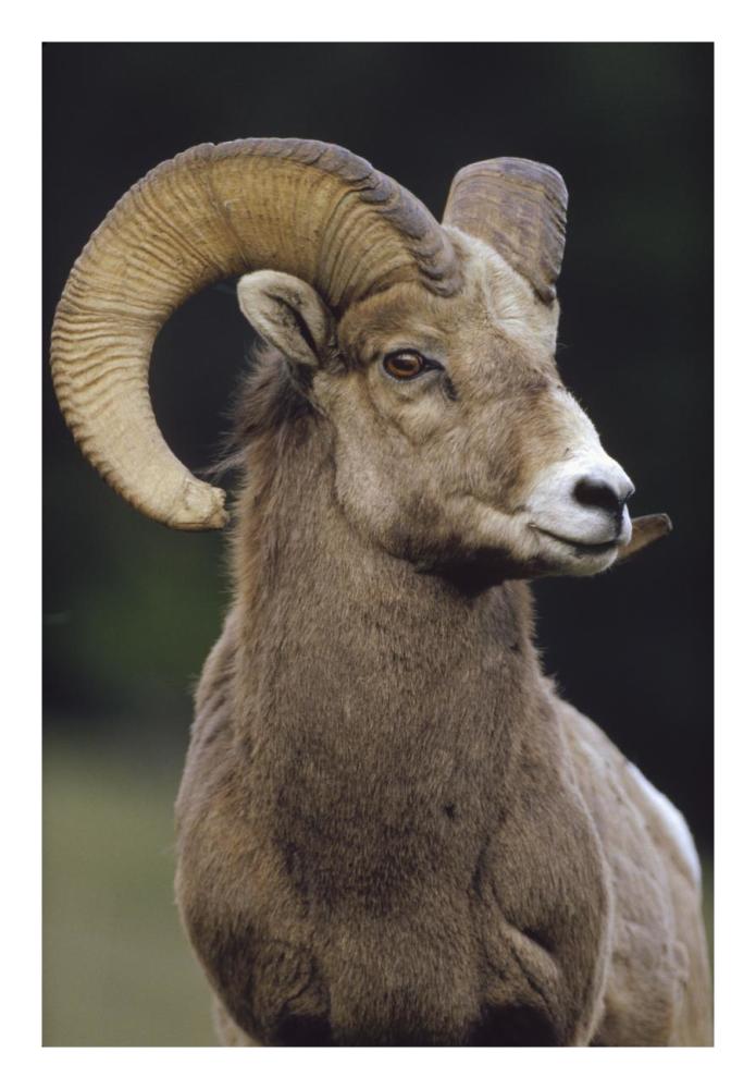 Bighorn Sheep male portrait, Banff National Park, Alberta, Canada-Paper Art-18"x26"
