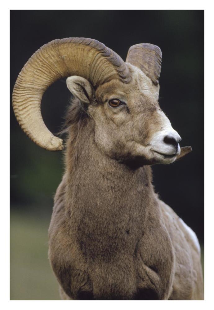 Bighorn Sheep male portrait, Banff National Park, Alberta, Canada-Paper Art-22"x32"