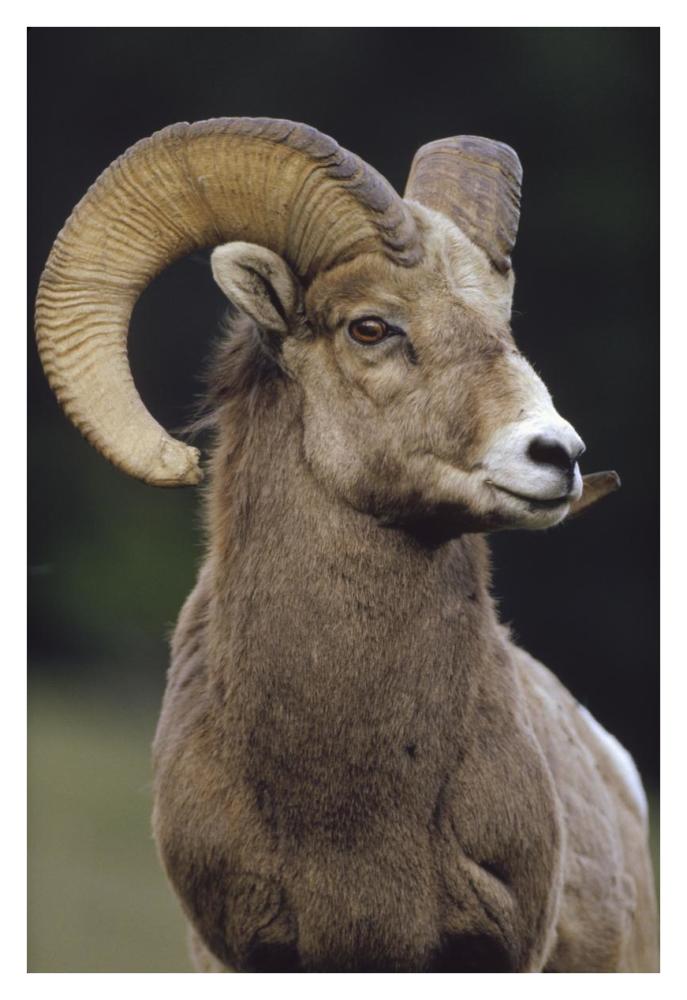 Bighorn Sheep male portrait, Banff National Park, Alberta, Canada-Paper Art-26"x38"