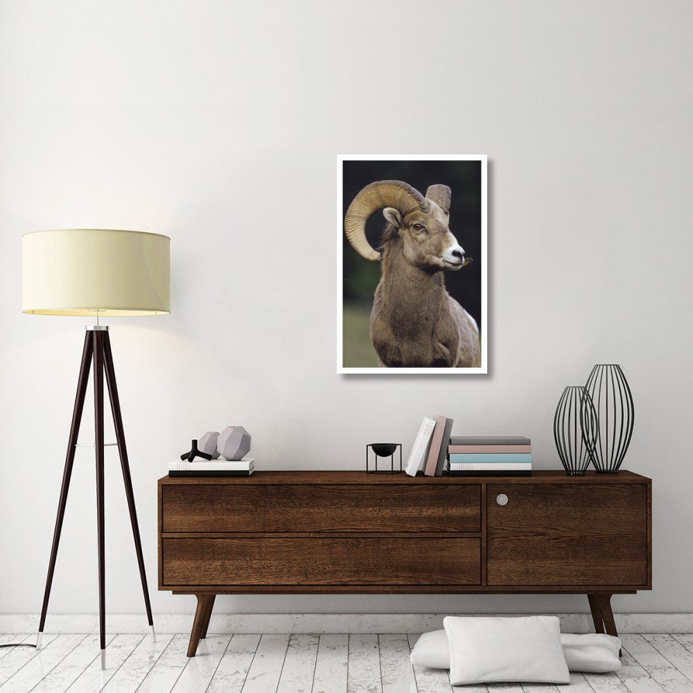 Bighorn Sheep male portrait, Banff National Park, Alberta, Canada-Paper Art-26&quotx38"