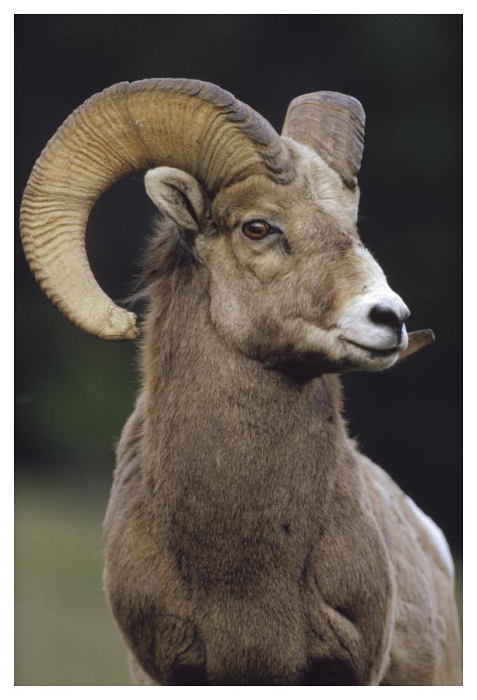 Bighorn Sheep male portrait, Banff National Park, Alberta, Canada-Paper Art-34"x50"