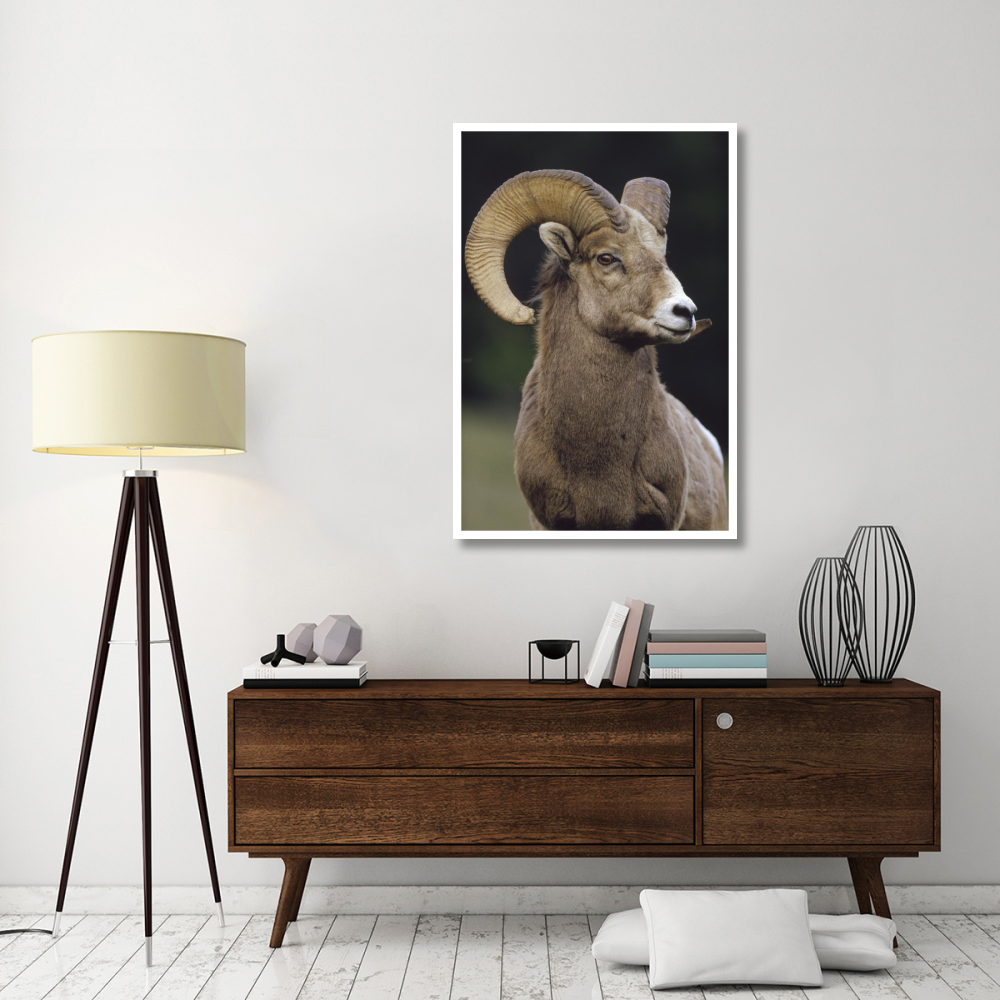 Bighorn Sheep male portrait, Banff National Park, Alberta, Canada-Paper Art-34&quotx50"