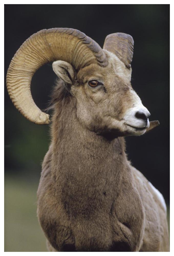 Bighorn Sheep male portrait, Banff National Park, Alberta, Canada-Paper Art-42"x62"