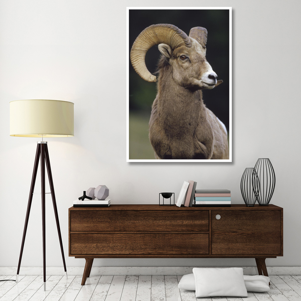 Bighorn Sheep male portrait, Banff National Park, Alberta, Canada-Paper Art-42&quotx62"