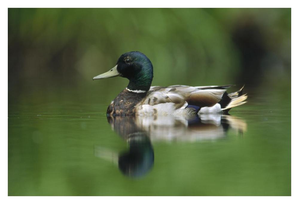 Mallard male portrait, Vancouver Island, British Columbia, Canada-Paper Art-20"x14"