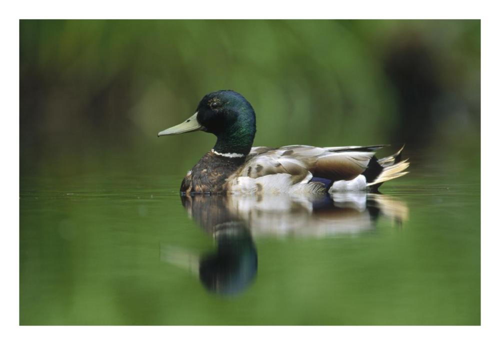 Mallard male portrait, Vancouver Island, British Columbia, Canada-Paper Art-26"x18"