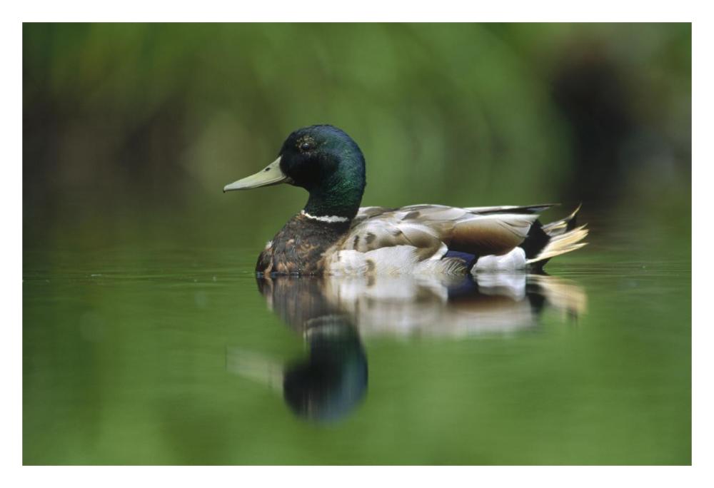 Mallard male portrait, Vancouver Island, British Columbia, Canada-Paper Art-32"x22"