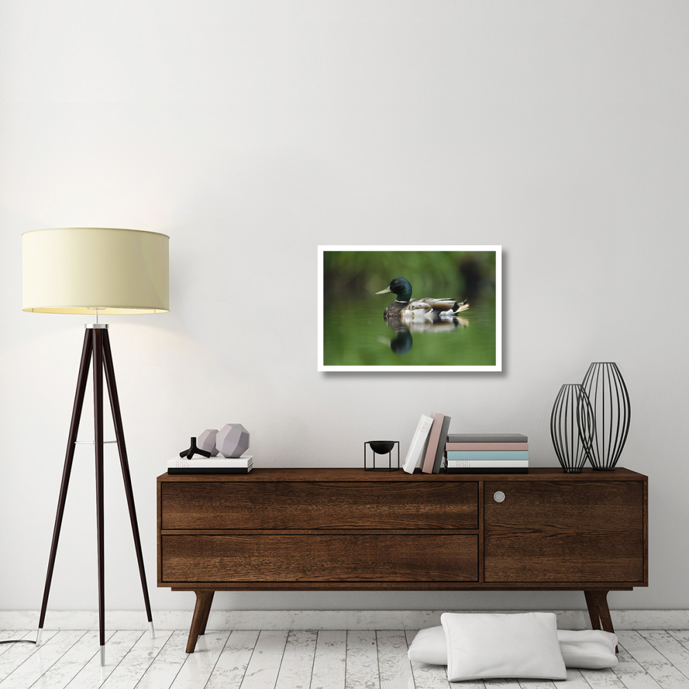Mallard male portrait, Vancouver Island, British Columbia, Canada-Paper Art-32&quotx22"