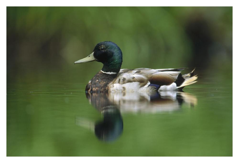Mallard male portrait, Vancouver Island, British Columbia, Canada-Paper Art-38"x26"