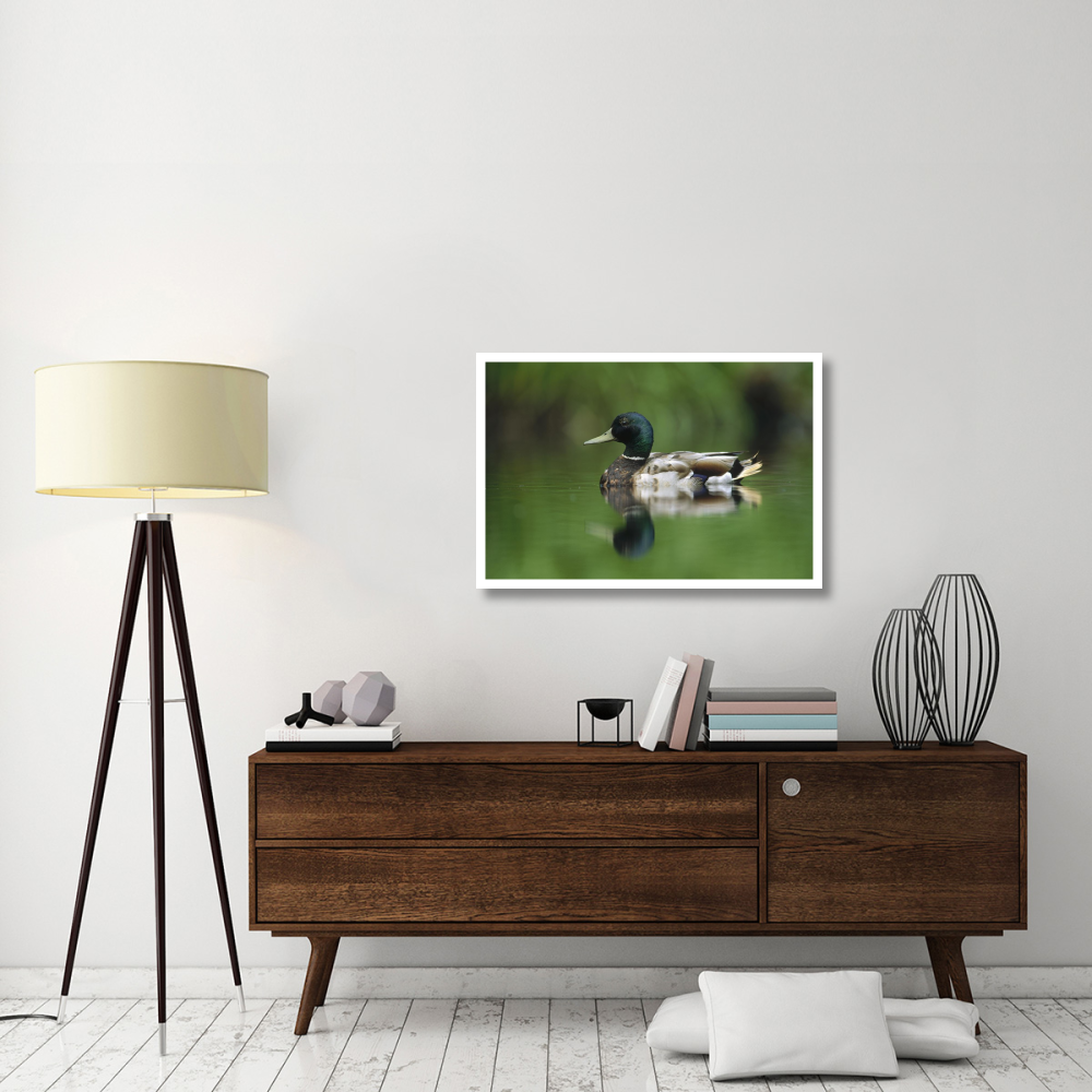 Mallard male portrait, Vancouver Island, British Columbia, Canada-Paper Art-38&quotx26"