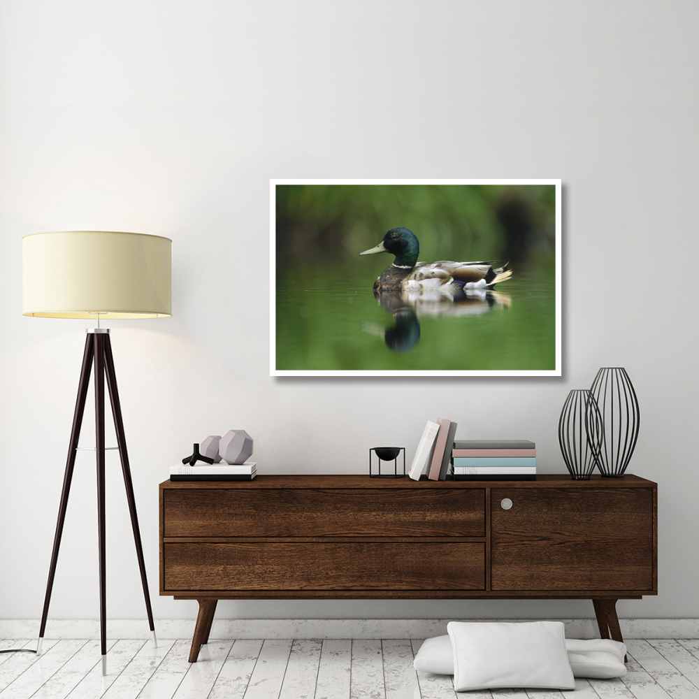 Mallard male portrait, Vancouver Island, British Columbia, Canada-Paper Art-50&quotx34"