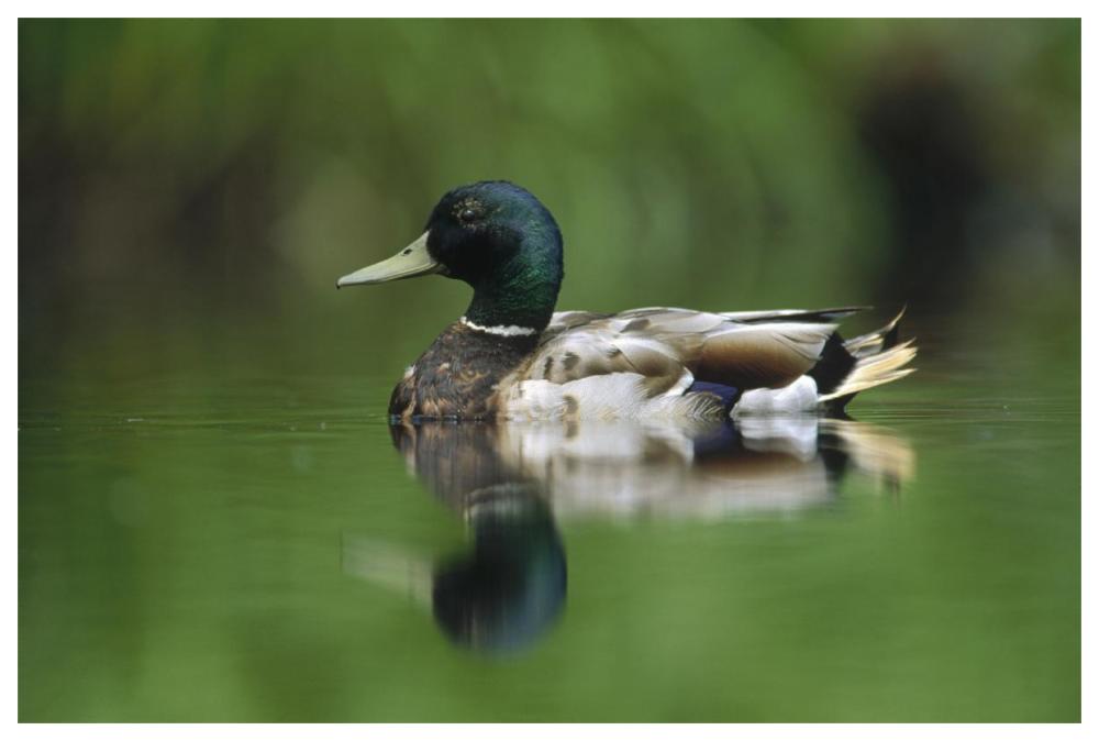 Mallard male portrait, Vancouver Island, British Columbia, Canada-Paper Art-62"x42"