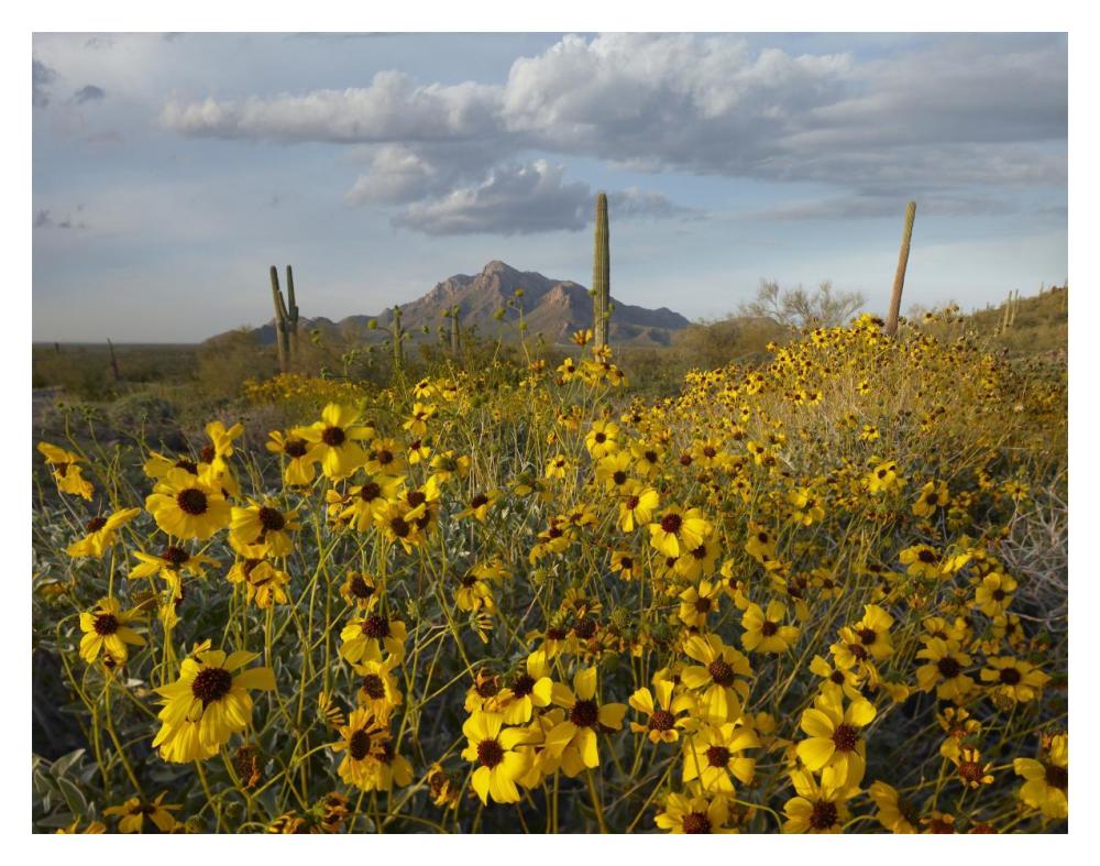 Saguaro cacti and Brittlebush at Picacho Peak State Park, Arizona-Paper Art-18"x14"