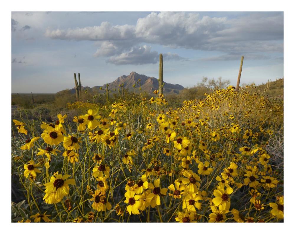 Saguaro cacti and Brittlebush at Picacho Peak State Park, Arizona-Paper Art-26"x20"