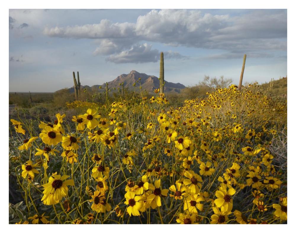 Saguaro cacti and Brittlebush at Picacho Peak State Park, Arizona-Paper Art-34"x26"